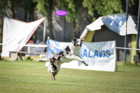 狗在飞盘比赛中与飞盘一起跑图片