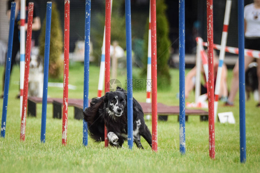 布拉格在狗公园佩索帕克Pesopark的脆弱竞争比赛中进行图片