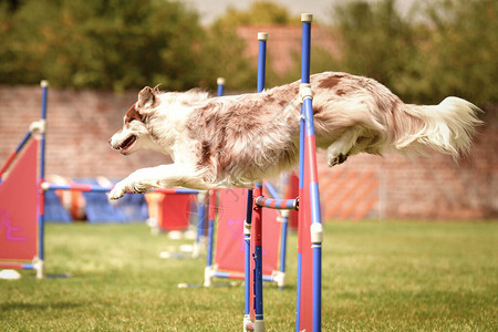 狗棕色和白色边境的山羊正跳过障碍物今天是Czech敏捷竞争的令图片