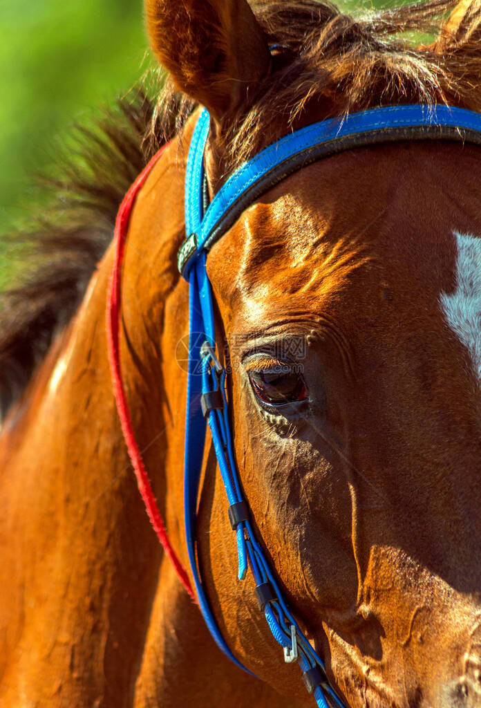一匹美丽的纯种红马的肖像图片