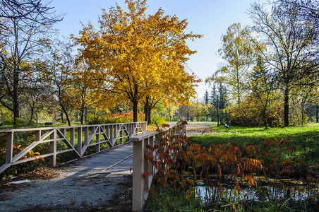 美丽的秋天公园有丰富多彩的树木和叶子图片
