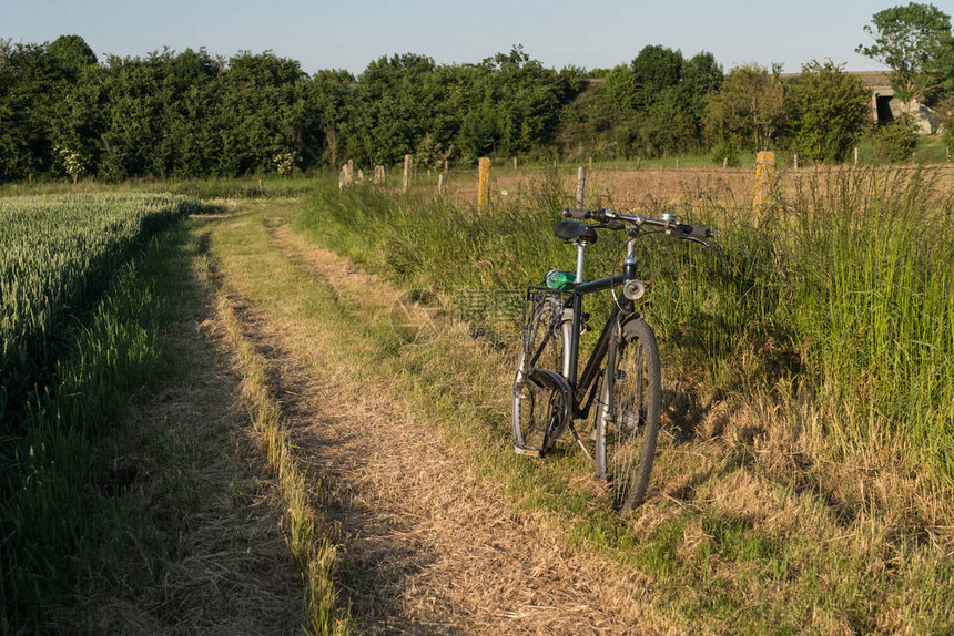 骑自行车沿牧牛场旁边的图片