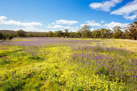 在澳大利亚维多利亚州墨尔本北部的丰盛峡谷公园有花田的图片