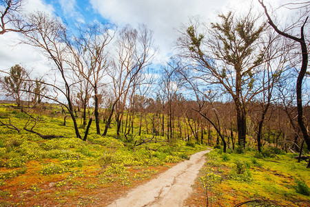 在澳大利亚维多利亚州墨尔本北部的MonnyGorge州公园的一个正在恢复的灌木林灾区山背景图片