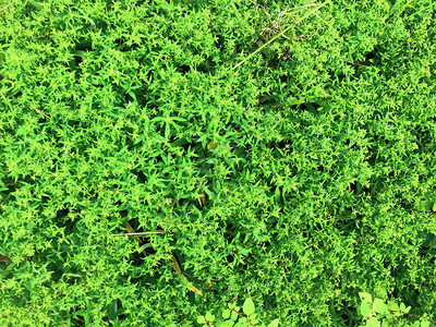 绿色树丛图片