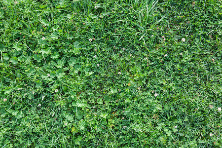 来自各种草的鲜绿色草坪在夏日的绿色植物墙不同背景图片