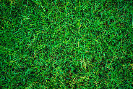 绿色新鲜自然的草质表图片