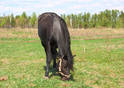 吃草在绿色草甸的黑马图片