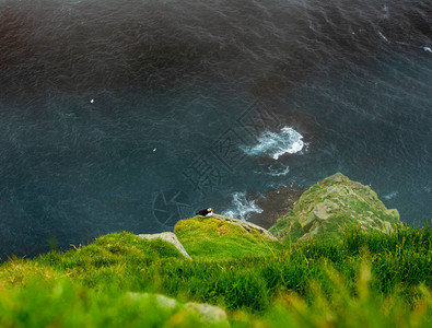 顶端的海豚风景俯伏在悬崖顶上图片
