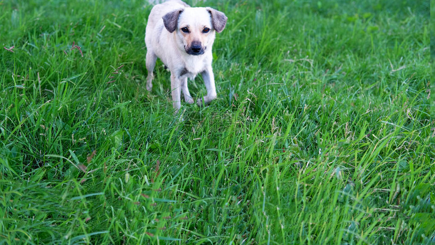 一只浅色的狗站在草坪上看着摄像图片