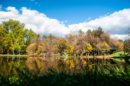 在小池塘的水中倒影落叶入水中树冠在水面上图片
