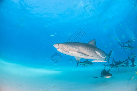 照片显示在巴哈马老虎海滩的虎鲨和驯图片