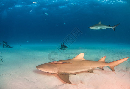 照片显示巴哈马的柠檬鲨鱼和加勒比海珊高清图片