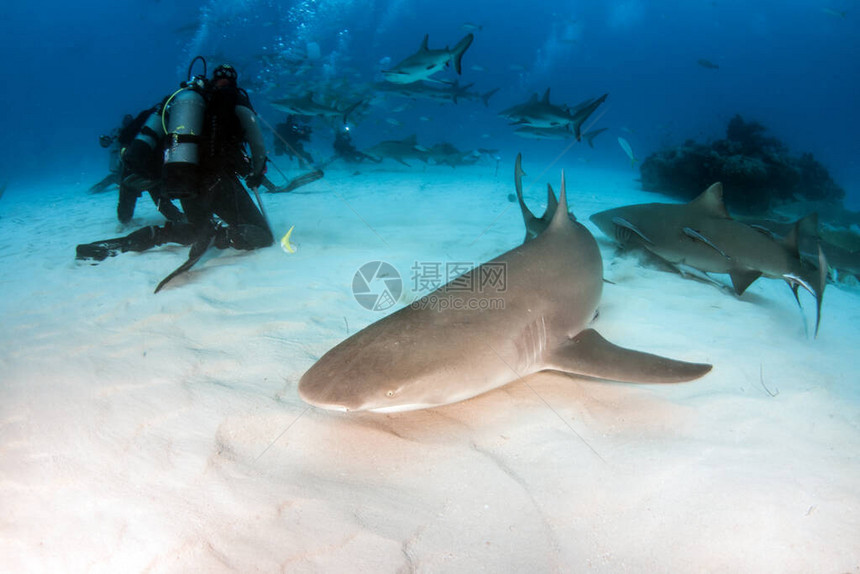 图片显示巴哈马的柠檬鲨图片