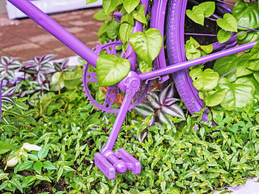紫色自行车踏板和绿叶后轮的一部分关闭图片