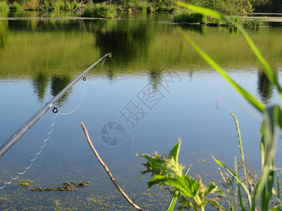 在湖边钓鱼的夏季湖上游动着图片