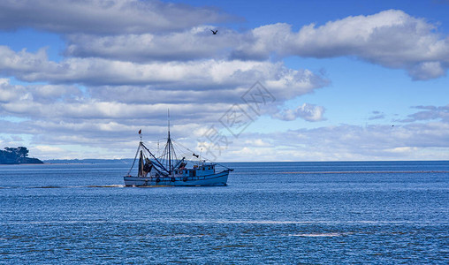 一艘虾船早上驶入海湾图片