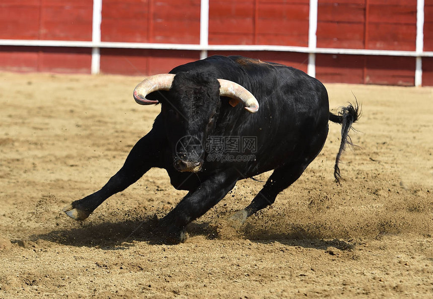 强大的公牛在西班牙大角的美图片