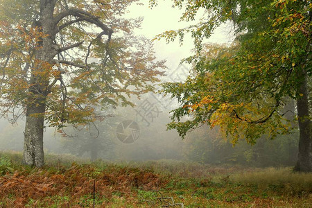 雾中树叶泛黄的秋天图片