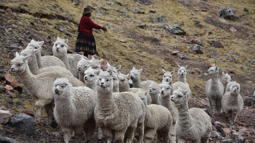 一位土生长的克丘亚族女士将她的羊驼群放牧穿过安第斯山脉图片