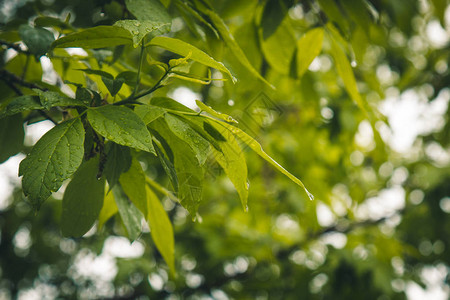 雨后的水滴从树木特写的绿叶中流出在阳光明媚的日子里下雨自然宏观图片