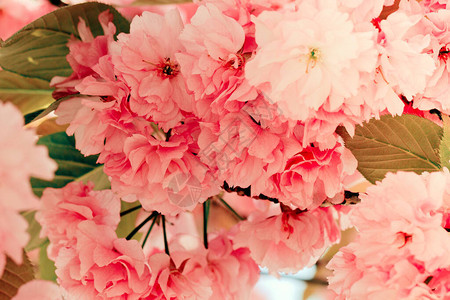 关闭在日本开花的粉红色樱花樱花的一个分支春天的风景图片