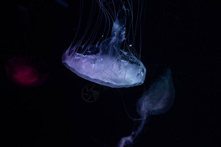 漂浮在暗洋水中的紫色危图片