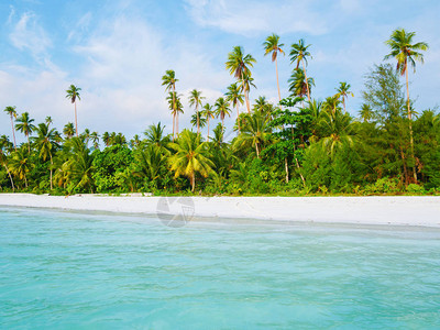椰子树绿松石透明水背景图片