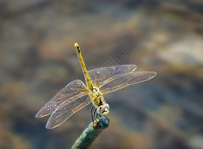 蜻蜓坐在水背景上的树枝上图片
