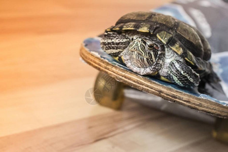 满意的海龟骑着滑板图片