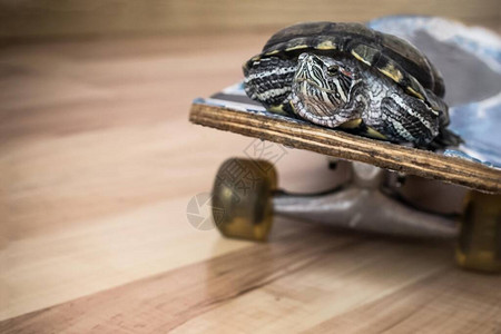 海龟在滑板上行走图片