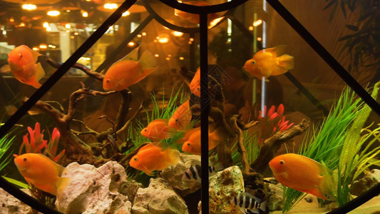 金鱼在餐厅的水族馆里框架中型金鱼在透明水族馆的特写镜头图片