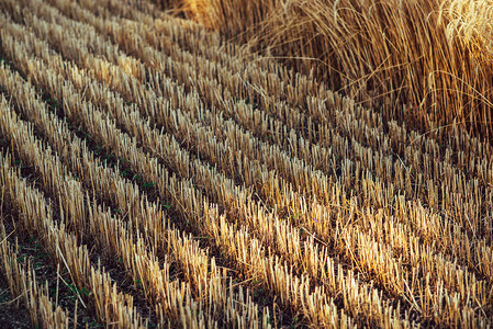 在田间收割小麦农田图片