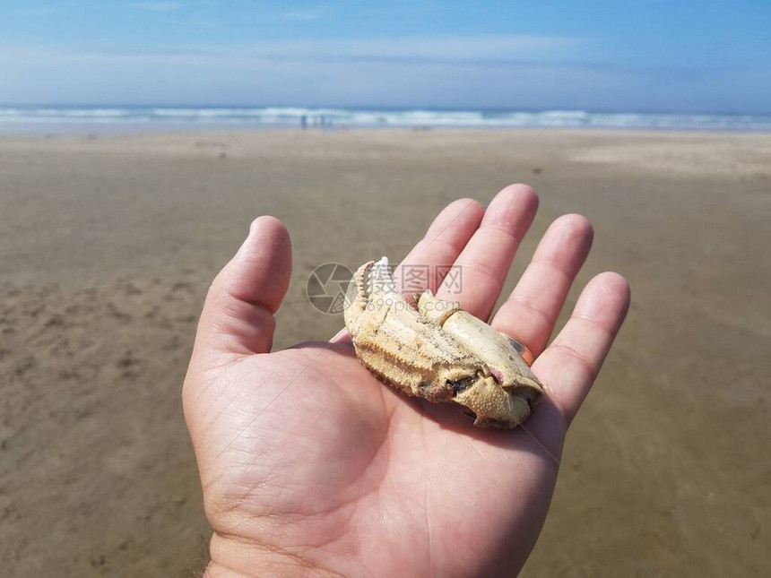 带金环的手在海滩上握着蟹爪或钳子的一部分图片