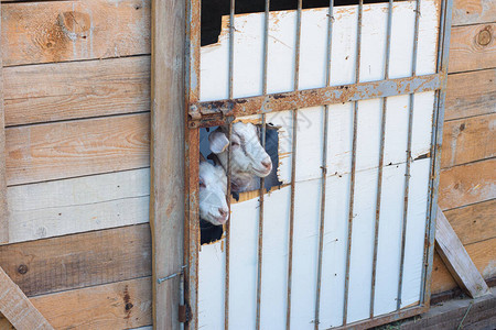 为养山羊而自制的棚子门上一个洞图片