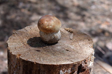 森林树桩上的白蘑菇图片