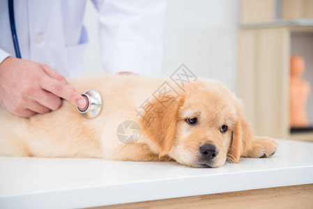 在兽医用听诊器检查狗时图片