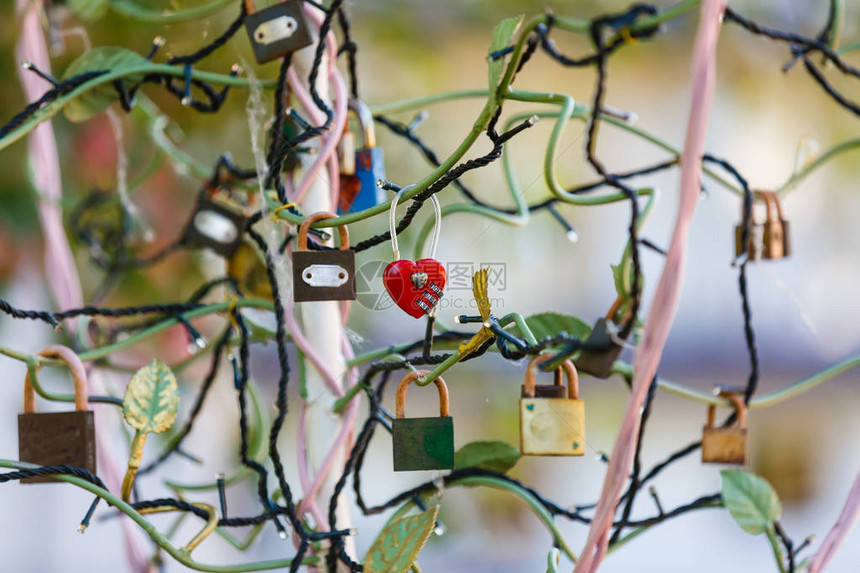 与婚礼锁的爱之树图片