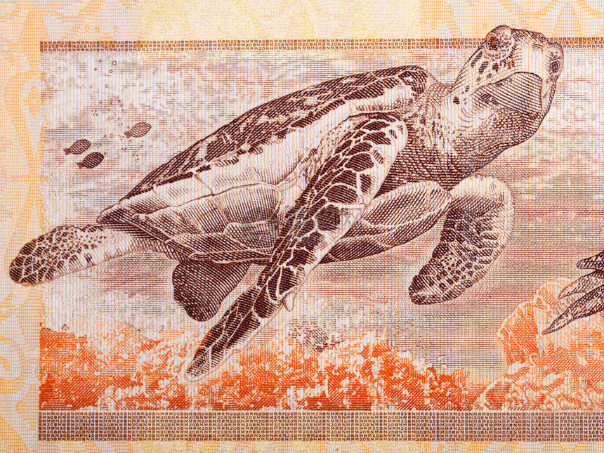 霍克斯比尔海龟一张马来西图片