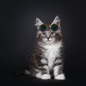 英俊的银色虎斑10周大的缅因猫小高清图片