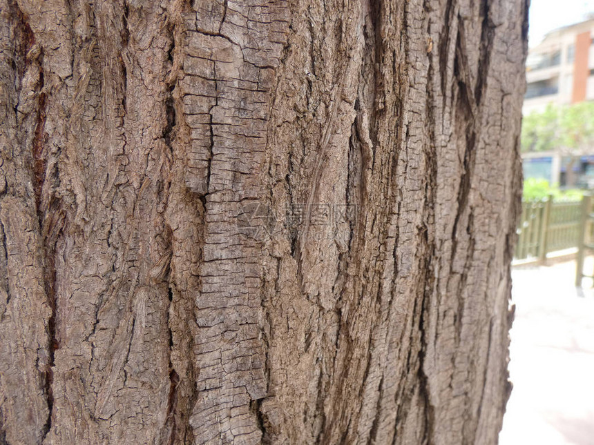 干枯的树干在城图片