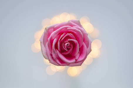 盛开的粉红色玫瑰与五颜六色的散景灯图片