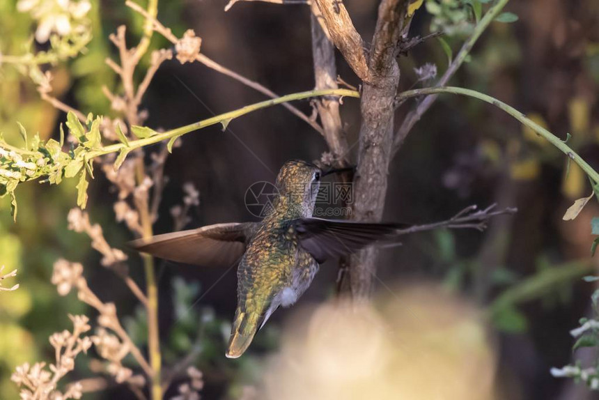 小鲁弗斯蜂鸟的翅膀飞得足够快足以飞进植被中去树图片