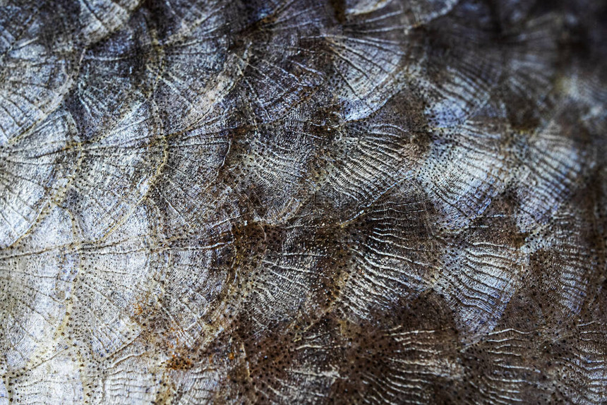 鱼的鳞片特写详细的宏观照片纹理钓鱼吃鱼烹图片