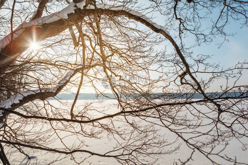 斯堪的纳维亚半岛湖景的抽象树枝图片