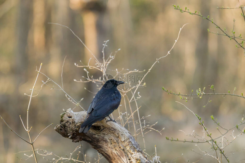 死树桩上的黑乌鸦图片