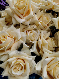 丝质织物的淡玫瑰背景图片
