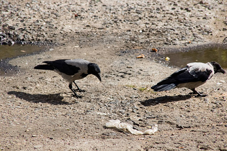 两只乌鸦站在人行道上近在眼图片