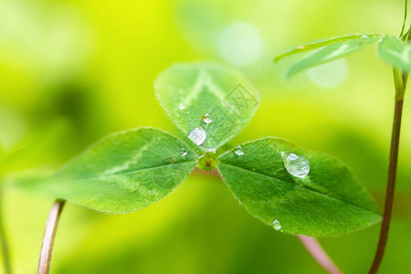 青柳叶上透明的雨滴在阳光下紧贴自然背景运气图片