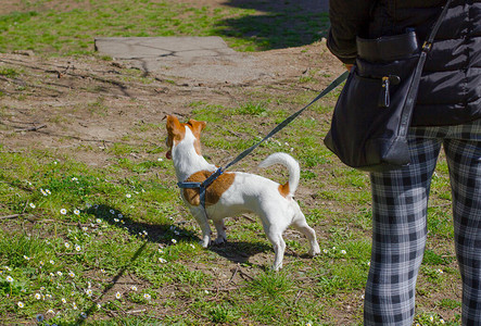背对着绿草坪的狗走着杰克罗瑟尔泰瑞尔RussellTe图片